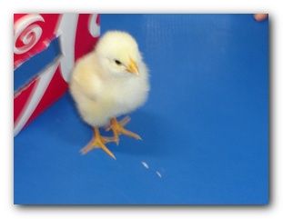 Kurczak Filipek w przedszkolu